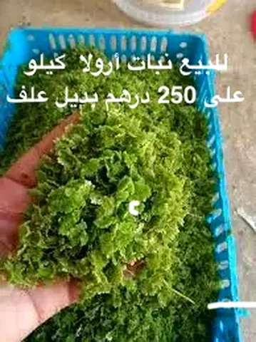 Fresh Green Moss for Sale