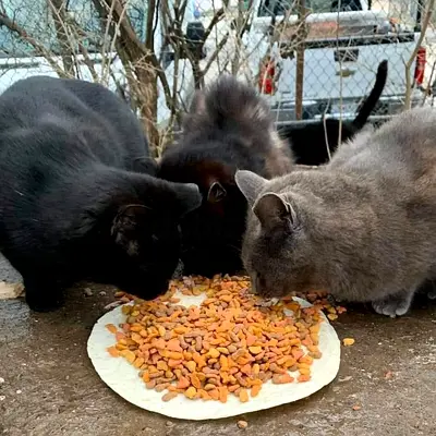 Free for animal cat lovers ❤️