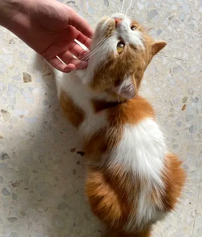 Adorable Fluffy Cat Looking for a Loving Home