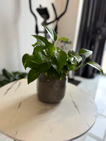 Healthy Pothos (Epipremnum) in Decorative Pot - Ready to Rehome