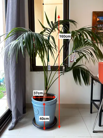 Indoor Kentia Palm (Howea forsteriana) in Large Pot — Healthy, Mature Houseplant