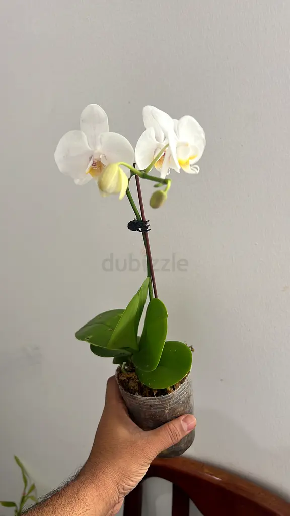 DPV_View_Image_4