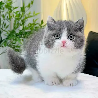 Adorable Grey and White Kitten Looking for a Loving Home