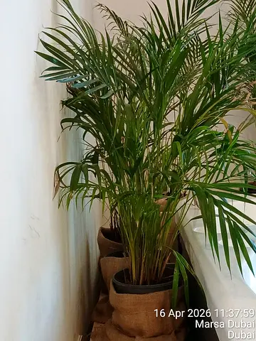 Lush Areca Palm (Indoor/Outdoor Greenery)