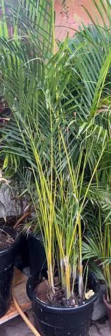 Areca palm
