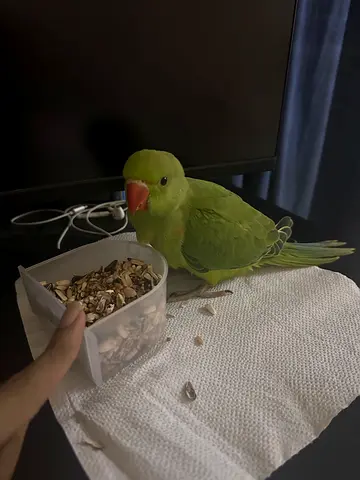 Cute 5 months old Indian ring neck