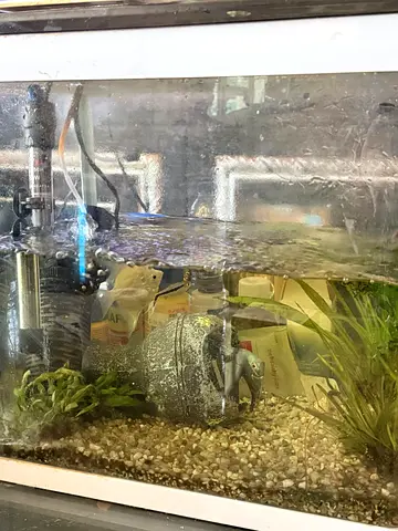 Fish tank with fish