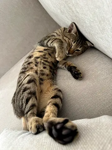 Lovely Kitten for Adoption