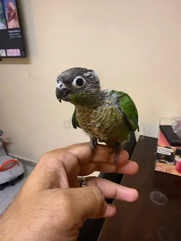 Bird for adoption