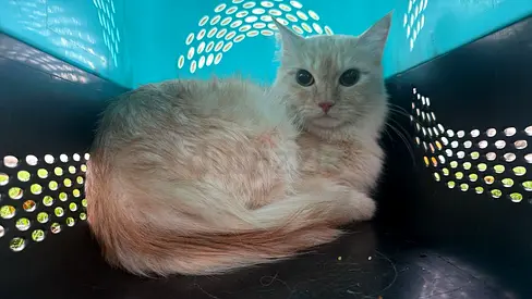 FEMALE CAT IN HEAT FOR FREE ADOPTION.