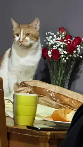 Free Trained Cat for adoption