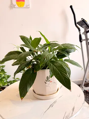 Healthy Potted Indoor Plant (Peace Lily / Spathiphyllum) in Ceramic Pot