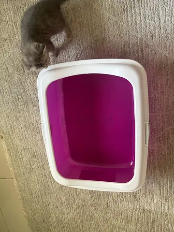 Cat Litter Box with Stylish Design