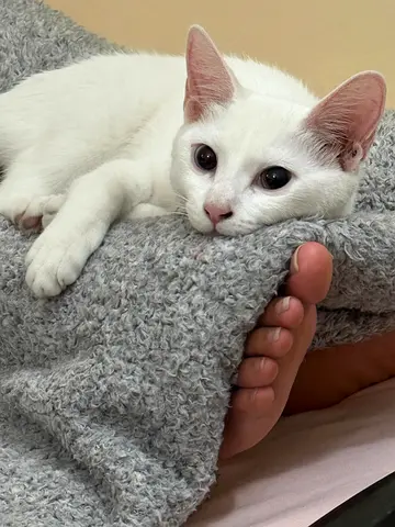 white kitten for adoption