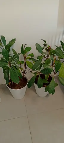 Indoor Plants in Decorative Pots