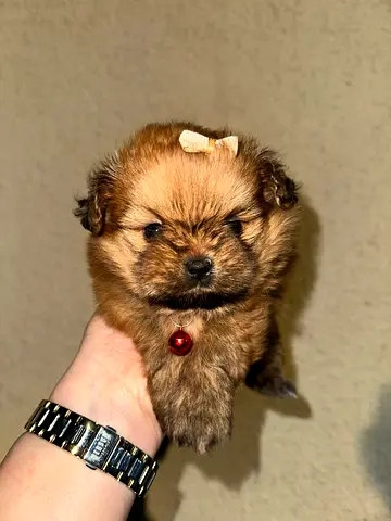 Adorable Tiny Pomeranian Puppy — Ready for a Loving Home