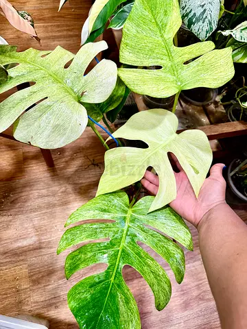 Full Mint Monstera 🔥. Well settled in leca. 5 large leaves Aed600/-. Pickup near financial center m