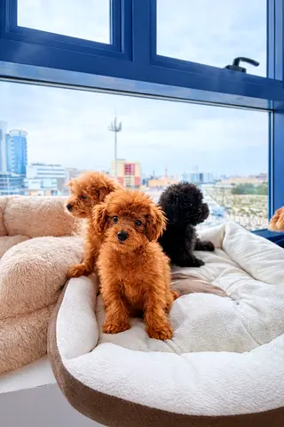 Cute Miniature Poodle Puppies 🧸🐶 | 2 Months | Ready Now