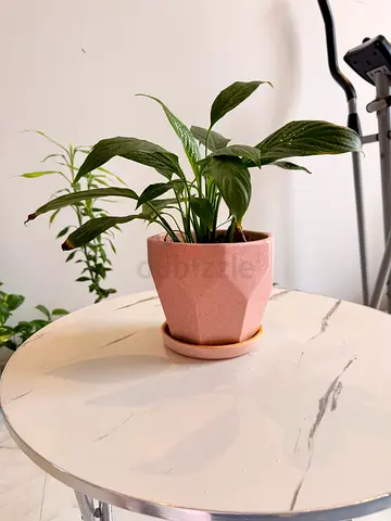 Small Indoor Potted Plant with Pink Geometric Ceramic Pot