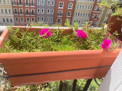 Plant