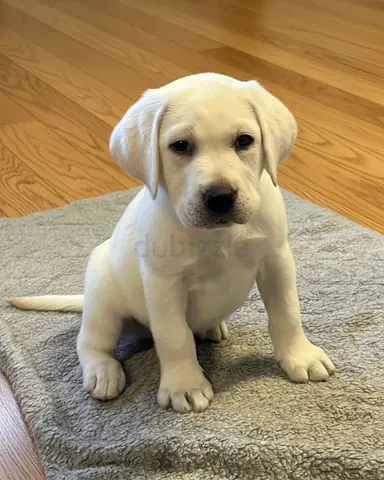 Young Labrador Retriever puppy available for adoption — friendly and healthy
