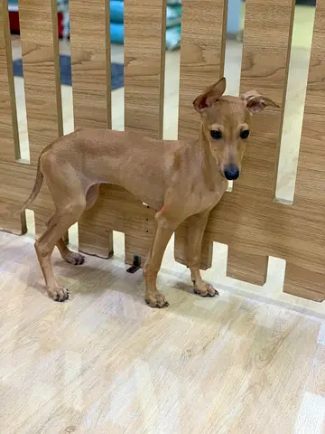 4 months-old female Italian Greyhound / Slender Terrier mix — gentle, house-trained