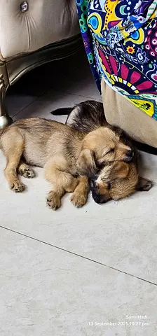 Cats and dogs for adoption