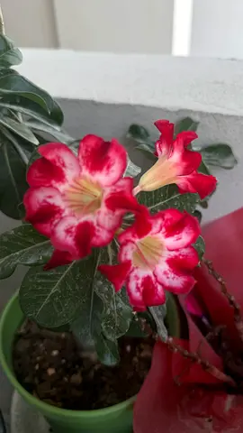 Beautiful Potted Plant for Home Decor