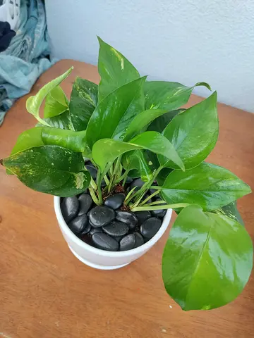 Healthy Money Plant in White Ceramic Pot — Ready to Decorate Your Home