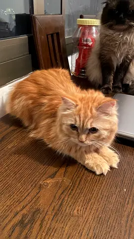 6 month old kittens for adoption (free)