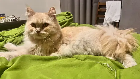 Persian female cat