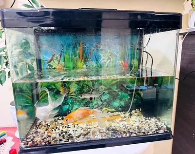 Aquarium including accessories