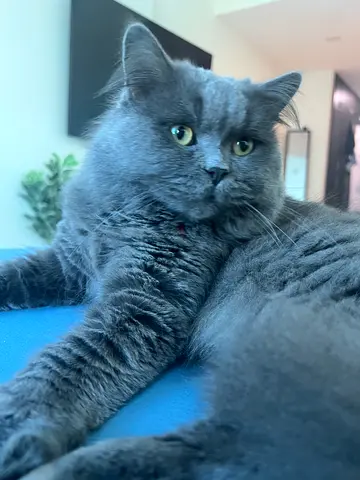 Male Scottish Cat for Adoption (Free)