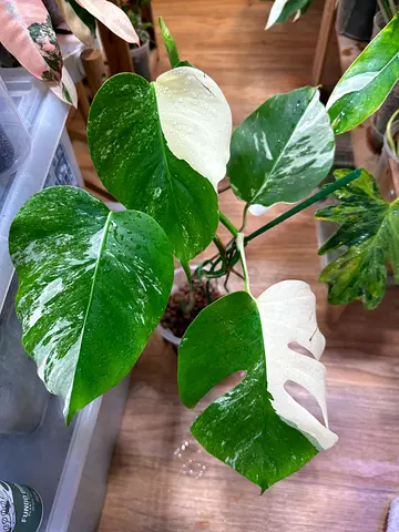 Monstera albo 4 leaves well rooted in leca. Plant pickup  near financial center metro