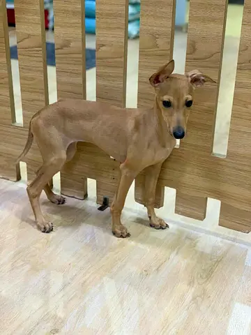 Female Italian Greyhound / Slender Small Dog — Ready For New Home