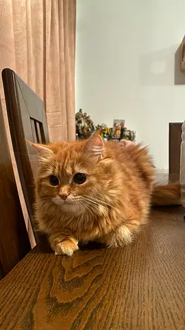 Kitten for adoption (free)