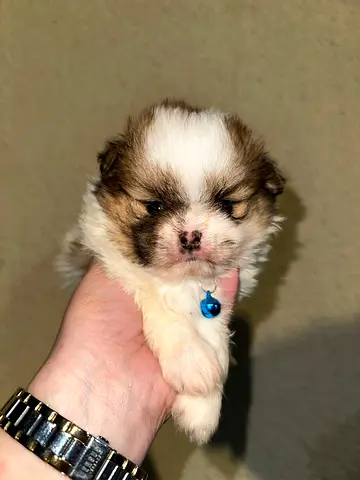 Cute Shih Tzu/Pomeranian mix puppy - small, fluffy, friendly