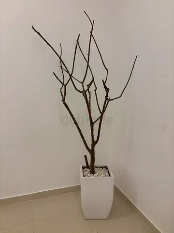 Tall Decorative Bare Branch in White Planter — Minimalist Home Decor