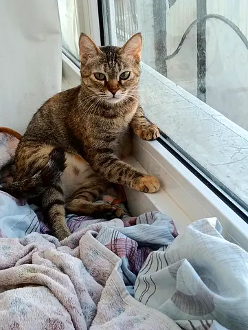 Friendly Tabby Cat Looking for a New Home - Indoor, Calm