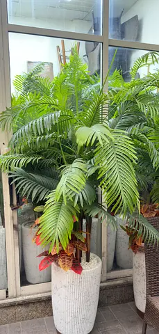 Areca plan artificial big size