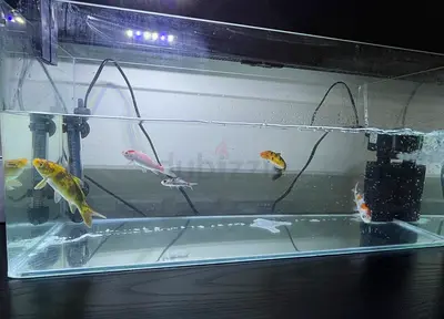 Fish Tank