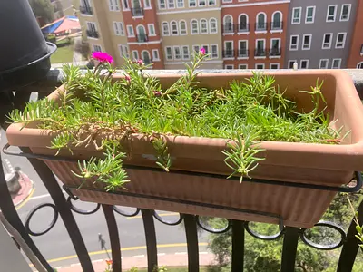 Plant