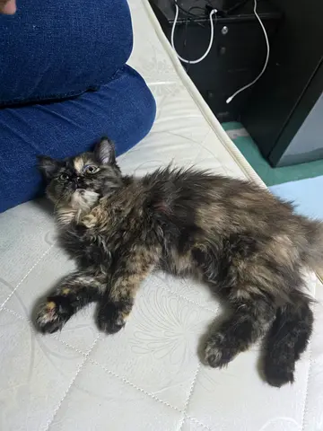 Adrobale Fluffy kitten Healthy active and playful