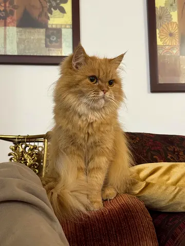 Luxury Golden Persian Cat – Stunning Fluffy Coat | Perfect Home Companion