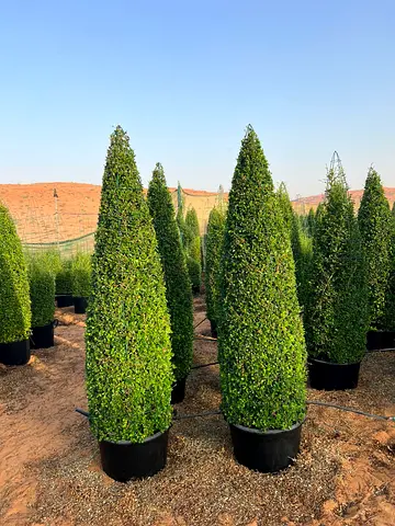 Large Live Cone-Shaped Boxwood Topiary in Pot — Ready for Garden or Landscape