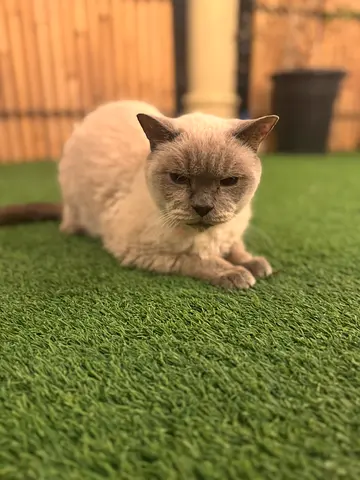 Siamese cat for free adoption, spayed, no diseases, 5 yrs old