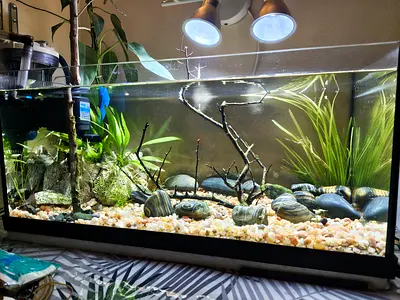 aquariums with fish and basic setup 1 large size 2 medium and 1 globe