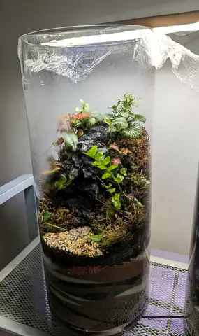 Tall vertical terrarium (real plants growing)