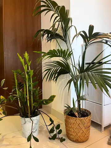 Set of 2 Indoor Potted Plants with Decorative Pots - Good Condition