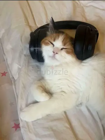 Cute and active cats for adoption